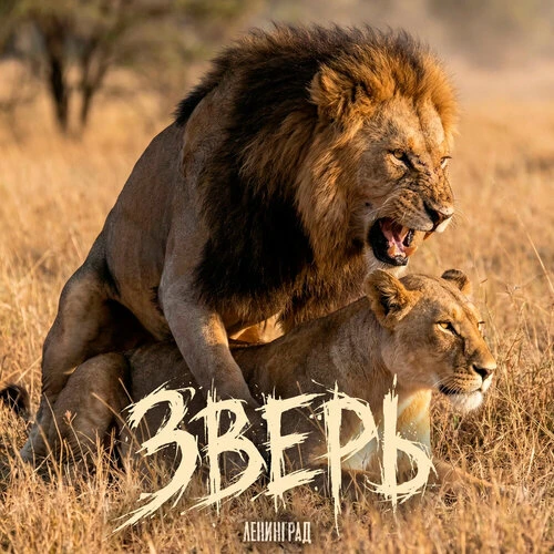 Ленинград - Зверь